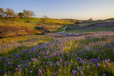 Spring flowers blossoming in north table mountain, california, usa