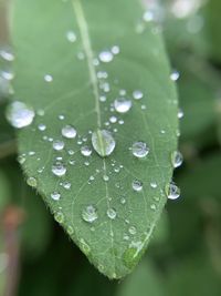 Close-up of raindrops on leaves