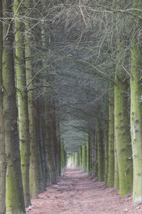 View of trees in forest