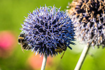 Close-up of thistle blooming outdoors