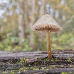 Close-up of mushroom growing on field