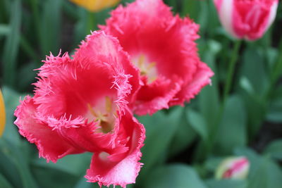 Close-up of pink tulips blooming outdoors