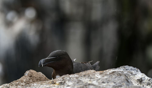 Close-up of bird perching on rock