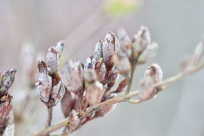 Close-up of flowers on tree
