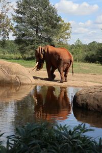 Elephant drinking water in a lake