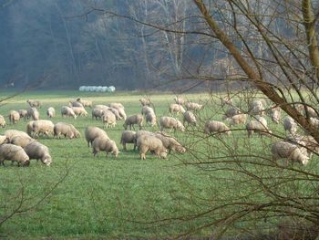 Flock of sheep on grass against sky