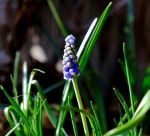 Close-up of  flower