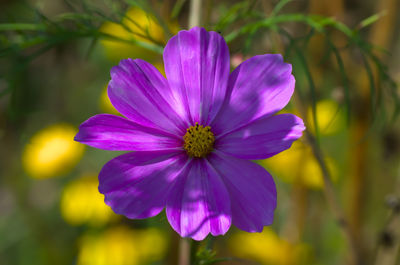 Close-up of purple flower