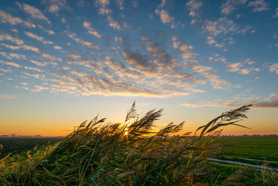 Reed grass waving in the wind under a beautiful sky at sunset