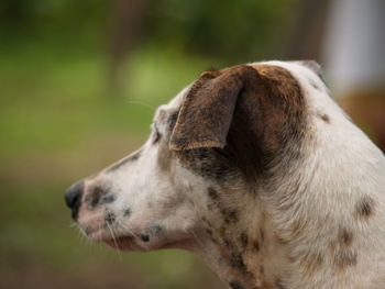 Close-up of dog looking away