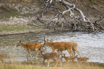 Deer in a lake