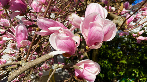 Close-up of fresh pink cherry blossoms in spring