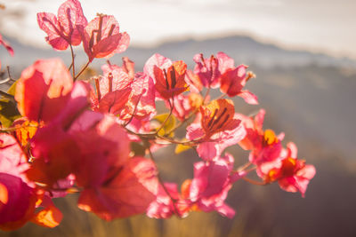 Close-up of pink flowering plant