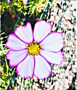 Close-up of pink flower