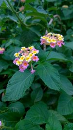 Close-up of pink flowers blooming in park