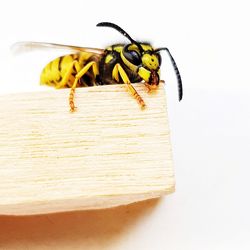 Close-up of yellow insect on white surface
