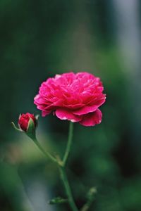 Close-up of pink rose