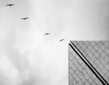 Low angle view of birds flying against sky