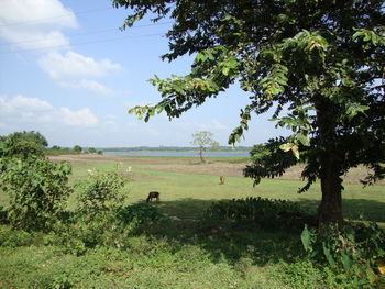 Scenic view of agricultural field against sky