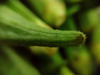 Close-up of plant