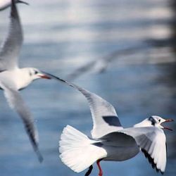 Close-up of white bird