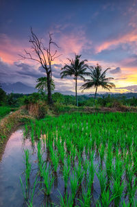 Plants growing on land against sky during sunset