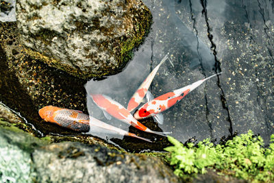 High angle view of fish on rock