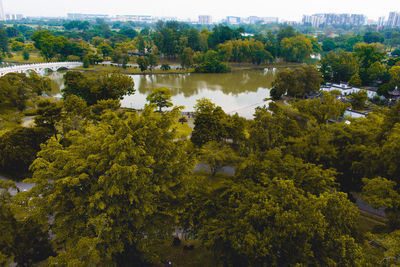 High angle view of trees by lake in forest