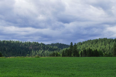 Trees on field against sky