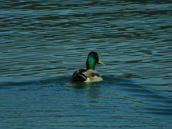 Duck swimming in lake