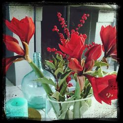 Close-up of flowers in vase