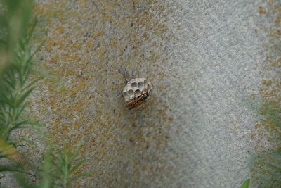 Close-up of crab