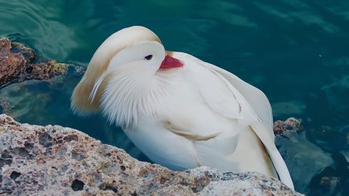 Close-up of white duck swimming in lake