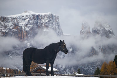 View of a dog on snow covered mountain