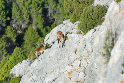An adult and a young mountain goats on the steep rock, the la bojera trail, montanejos, spain