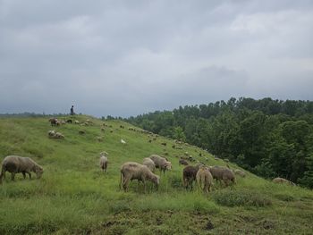 Sheep grazing on field against sky