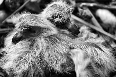 Close-up of a bird