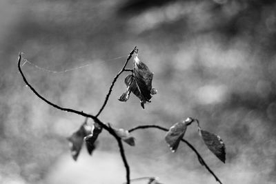 Close-up of insect on twig