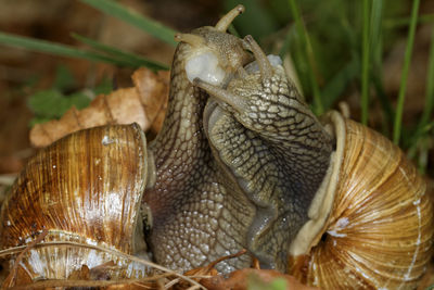 Close-up of snail on leaf