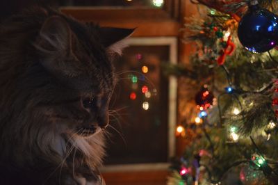 Close-up of illuminated christmas tree at home