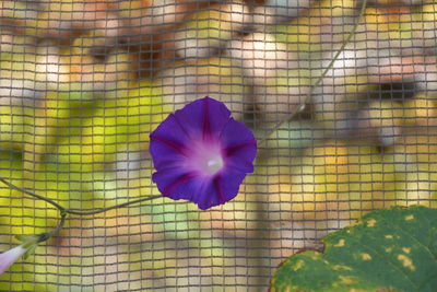 flowering plant