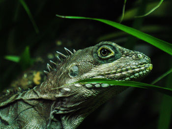 Close-up of lizard