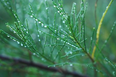 Close-up of wet plant leaves during rainy season