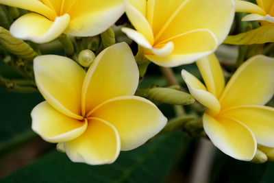 Close-up of yellow frangipani flowers