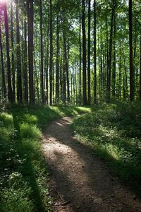 Scenic view of forest