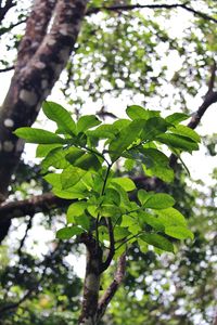 Low angle view of tree