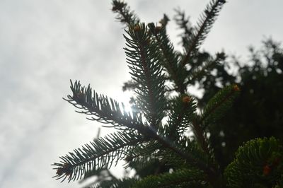 Low angle view of tree against sky