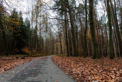 Empty road amidst trees in forest during autumn
