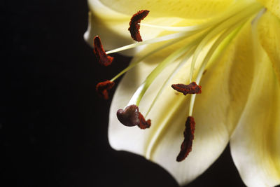 Extreme close up of the pistil yellow lily