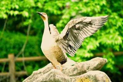 Close-up of bird flying over rock